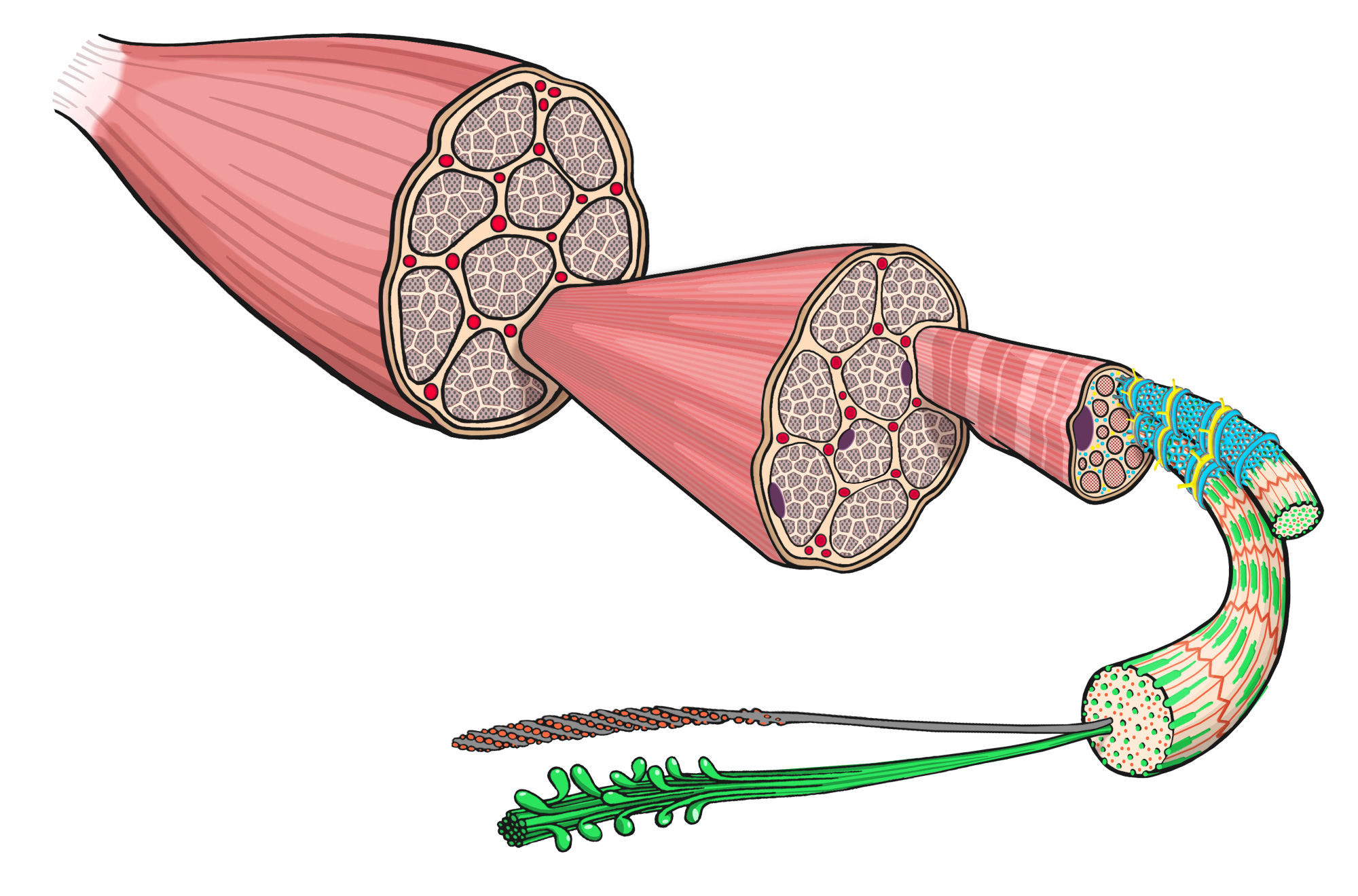 construction of muscle tissue