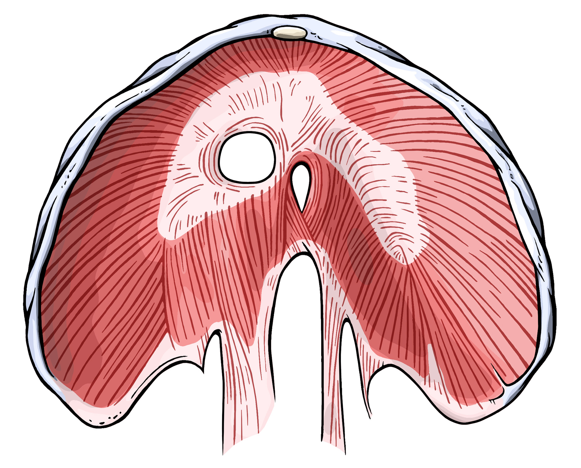 Diaphragm Diaphragm