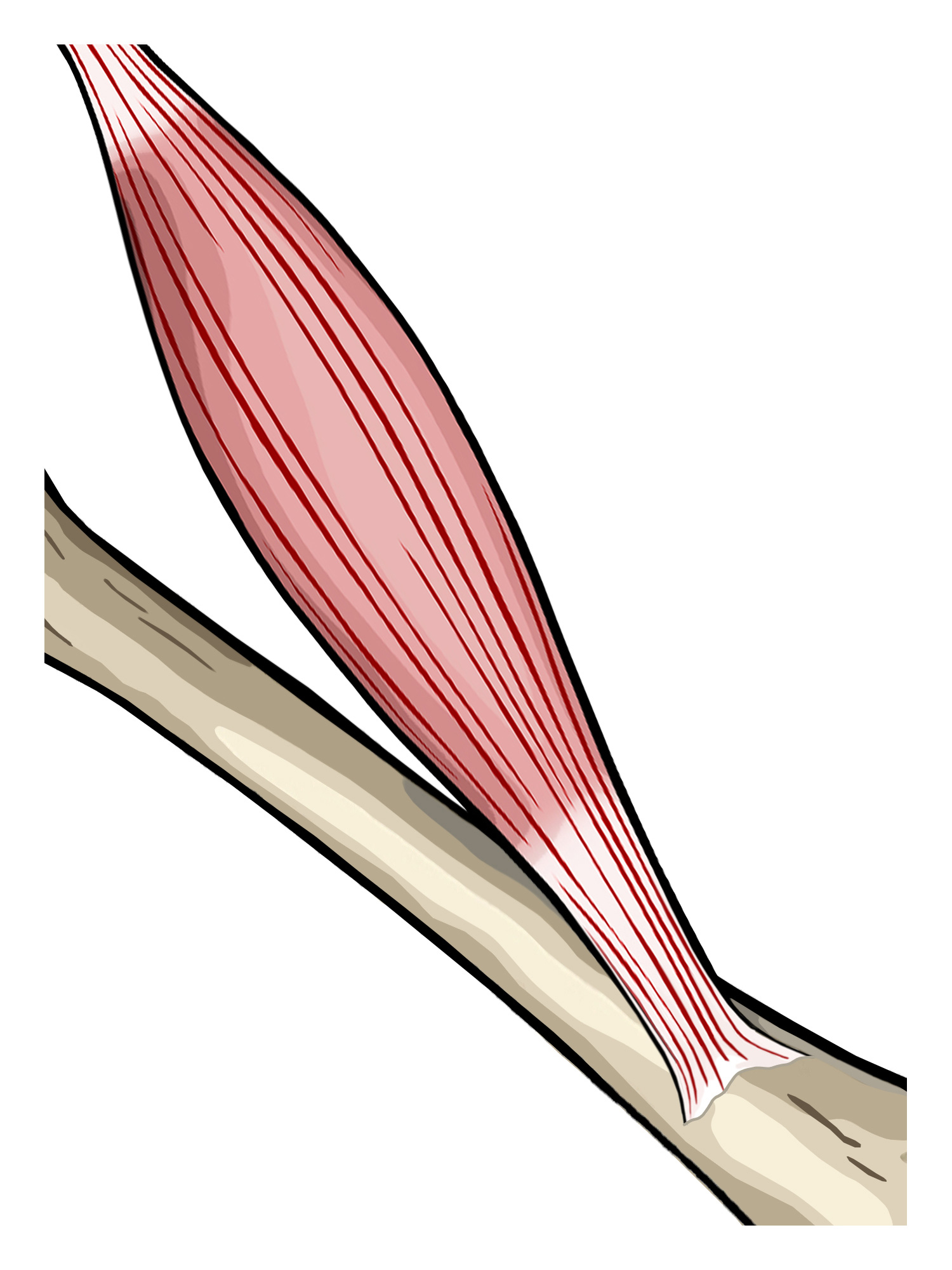 muscle and bone muscle and bone