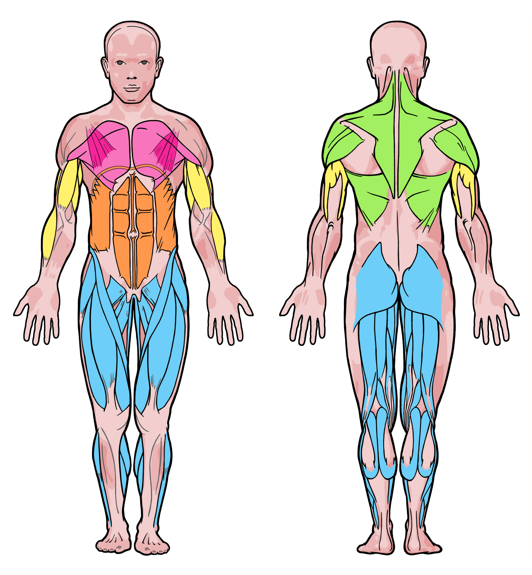 various muscles groups in the human body