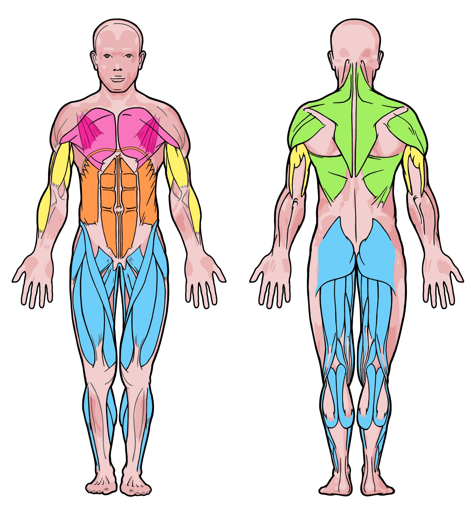 various muscles groups in the human body various muscles groups in the human body