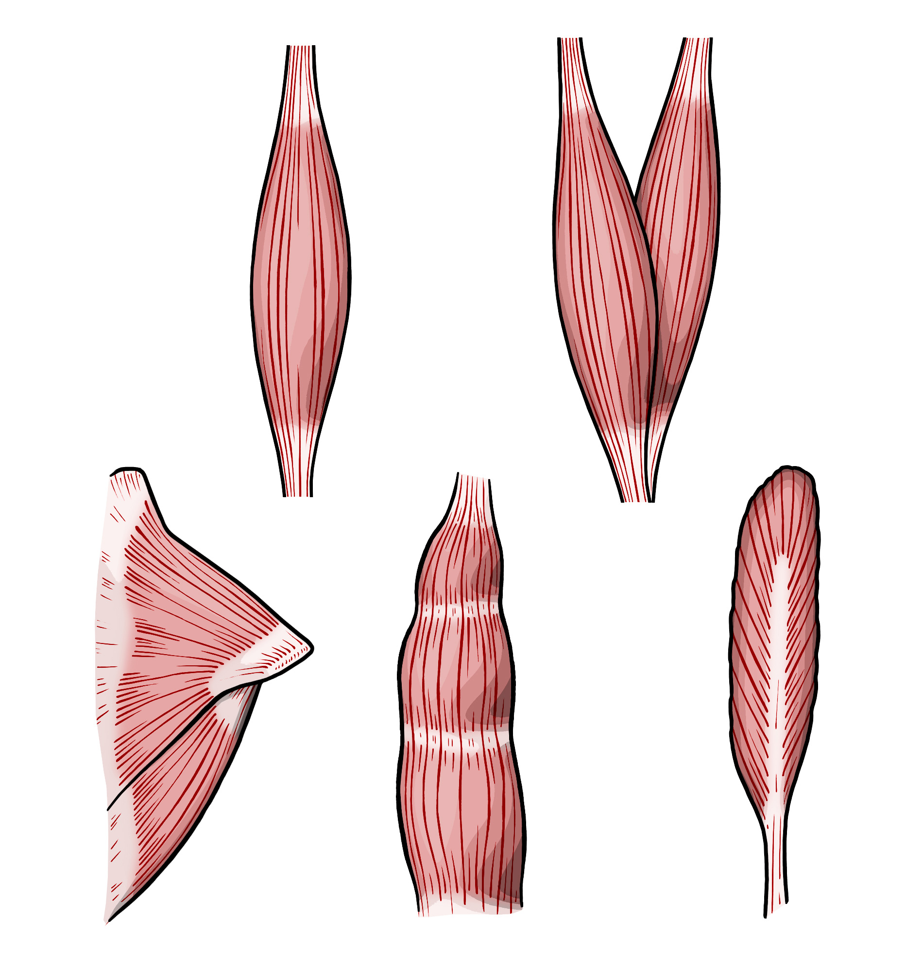 various types of muscles