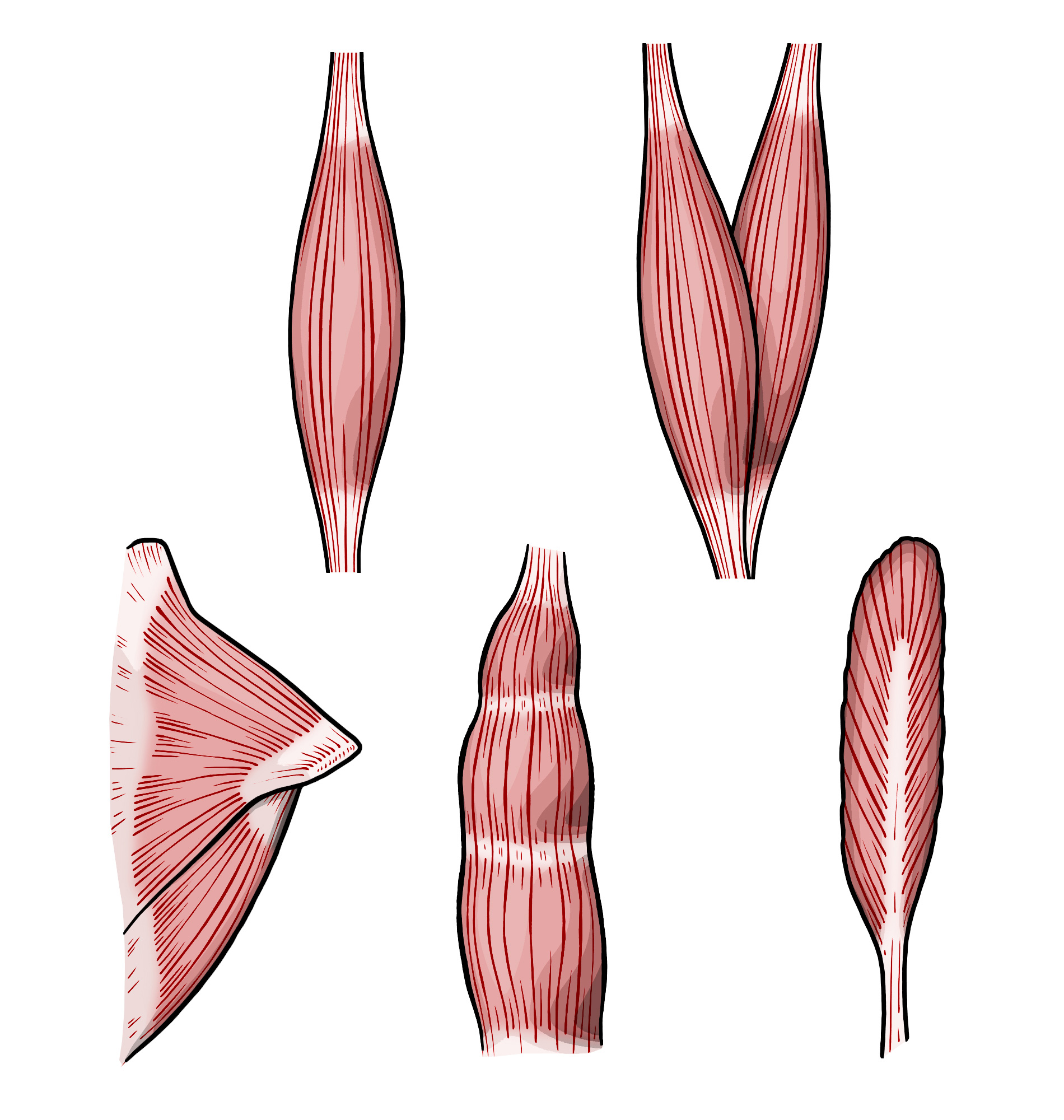 various types of muscles various types of muscles